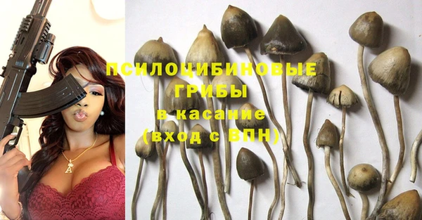 ПСИЛОЦИБИНОВЫЕ ГРИБЫ Тайга